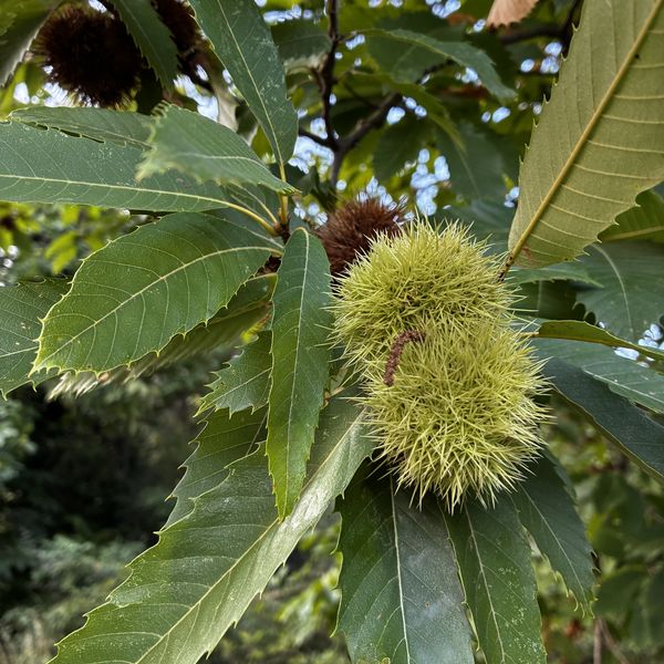 Ramo di castagno con foglie lunghe e seghettate e due ricci verdi e spinosi ancora chiusi; dietro, ricci più scuri e maturi.