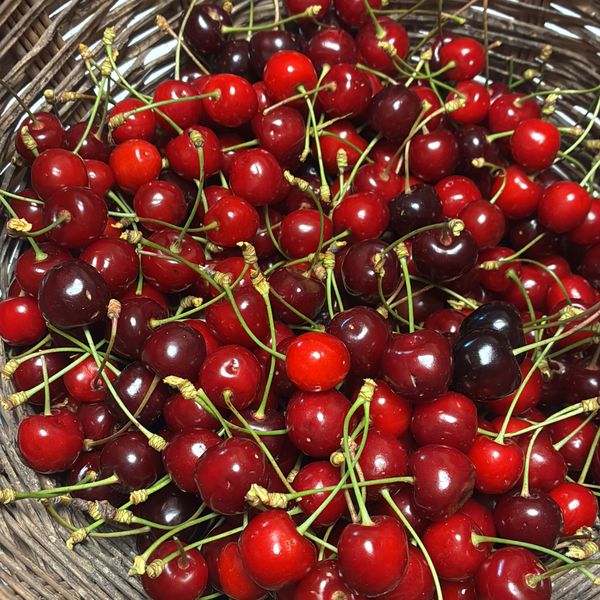 Cesto di vimini colmo di ciliegie rosse appena raccolte, con i piccioli ancora attaccati.