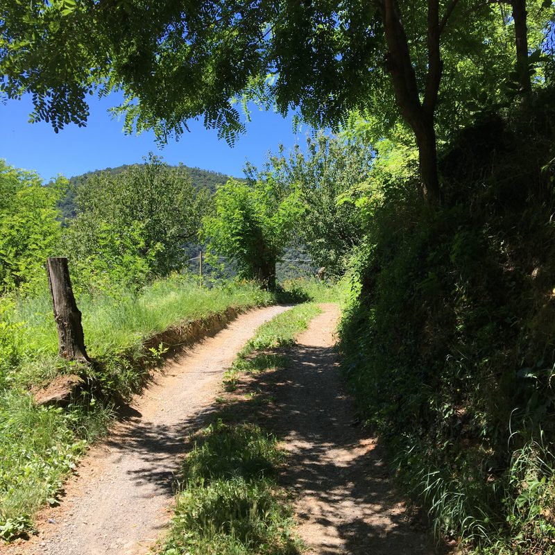Strada sterrata con due carreggiate d'erba in mezzo, che sale all'ombra degli alberi; sullo sfondo il profilo boscoso della collina sotto il cielo azzurro.